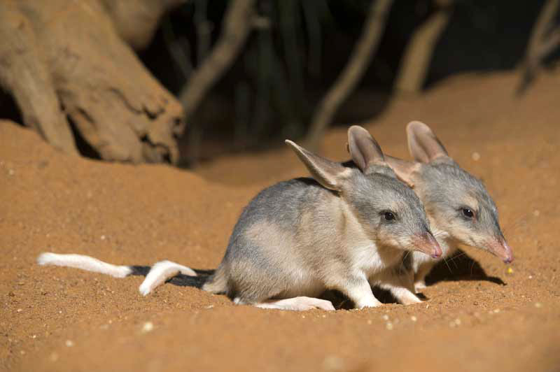 GREATER-BILBY