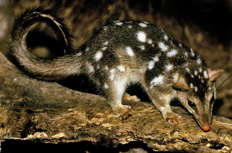 Northern-Quoll