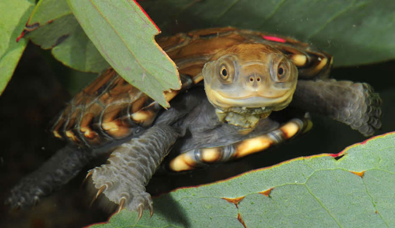Western-swamp-tortoise
