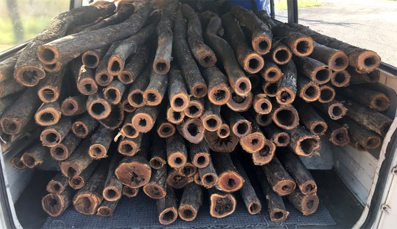 didgeridoo-logs
