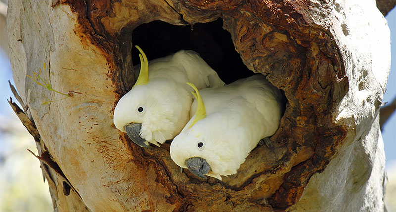 nesting-cockatoos